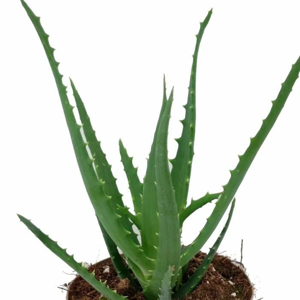 Aloe stromovitá květináč 5,5cm