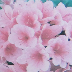 Azalka japonská MIX květináč 12 litrů, malý kmínek, stromek