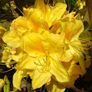 Azalka (KH) 'Goldpracht' květináč 2,5 litru, výška 30/40cm, keř