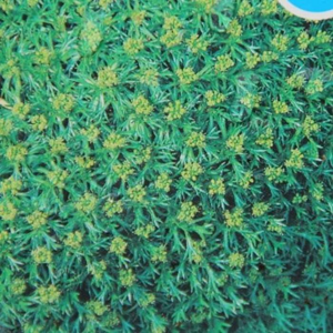 Azorela třídílná 'Minima' květináč 9cm