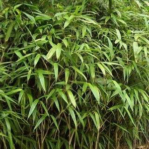 Bambus 'Metake' květináč 10 litrů, výška 50/60cm