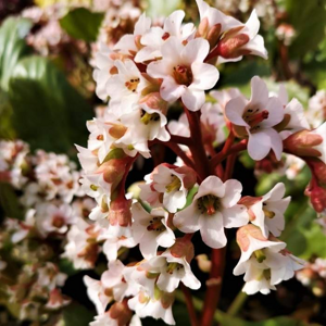 Bergénie 'Bressingham White' květináč 11cm