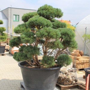Borovice lesní 'Waterreri' bonsai 150/175cm