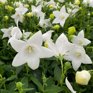 Boubelka velkokvětá 'Astra White' květináč 9cm