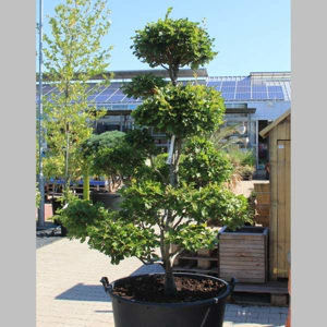 Buk lesní bonsai 150/175cm