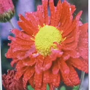 Chryzantéma 'Ceddie Mason' květináč 9cm