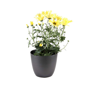 Chryzantéma indická 'Eintrieber' květináč 10,5cm bílá