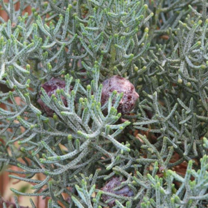 Cupressus arizonica 'Fastigiata' 15 litrů, 1/2 kmínek