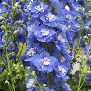 Delphinium cultorum 'Jupiter Blue' květináč 4 litry
