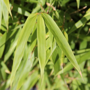 Fargesie rufa - bambus 15 litrů