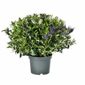 Hebe Addenda® 'Green Leaf' květináč 12cm
