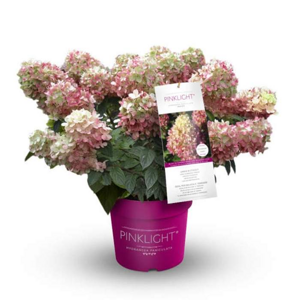 Hortenzie latnatá 'Pinklight' výška 50/60cm, květináč 7,5 litru