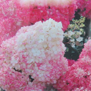 Hortenzie latnatá 'Sundae Fraise' květináč 20 litrů