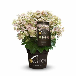 Hortenzie latnatá 'Switch' květináč 6 litrů, výška 40/60cm, keř