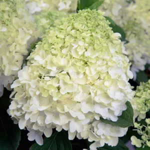 Hortenzie latnatá 'Whitelight' výška 40/50cm, květináč 7,5 litru