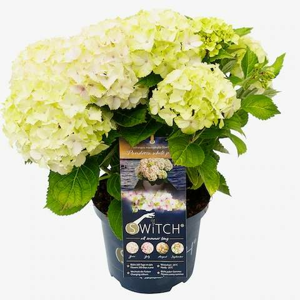 Hortenzie velkolistá 'Switch' květináč 5 litrů, výška 40/50cm, keř
