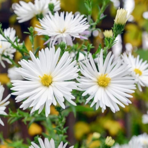 Hvězdnice novobelgická 'White Ladies' květináč 9cm