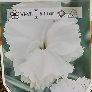 Hvozdík péřitý 'Angel of Purity' květináč 9cm