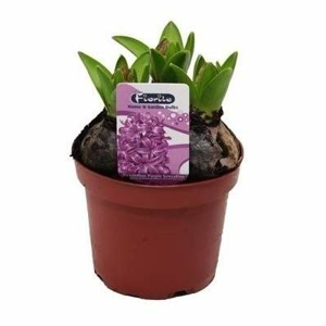 Hyacint 'Purple Sensation' květináč 12cm