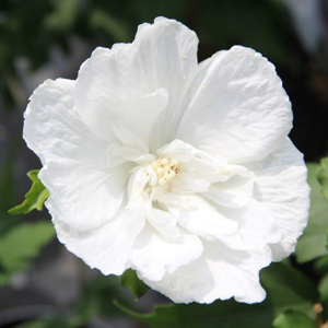 Ibišek syrský 'White Chiffon' květináč 10 litrů
