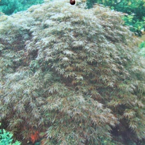 Javor dlanitolistý 'Dissectum Garnet' květináč 15 litrů, polokmen, stromek