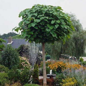 Katalpa trubačovitá 'Nana' květináč 18 litrů, obvod kmene 8/10cm, kmínek 210cm, strom