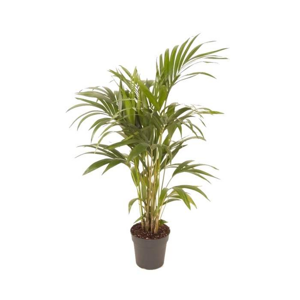 Kencie, rajská palma výška 125cm, květináč 21cm