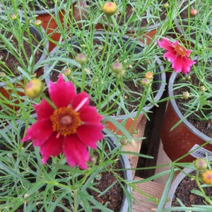 Krásnoočko přeslenité 'Limerock Ruby' květináč 15cm