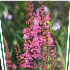 Kyprej vrbice 'Morden Pink' květináč 9cm