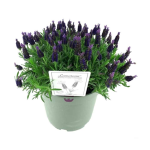 Levandule korunkatá 'Lamorosia Purple Flag' květináč 2 litry
