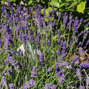 Levandule úzkolistá 'Essence Purple' květináč 32cm