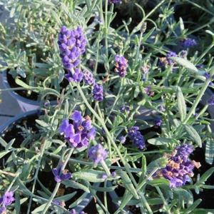 Levandule úzkolistá 'Vienco Purple' květináč 13cm
