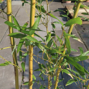 Listoklasec, bambus 'Spectabilis' 10 litrů