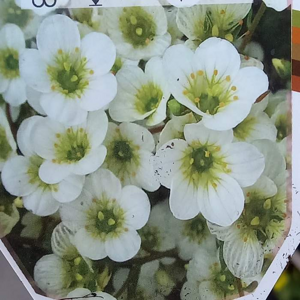 Lomikámen Arendsův 'Adebar' květináč 9cm