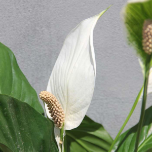 Lopatkovec květináč 14cm