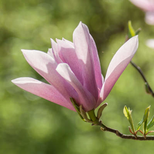 Magnolia 'Pink Beauty' 10 litrů
