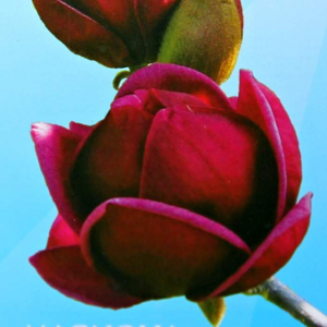 Magnolie Soulangeova 'Genie' květináč 7,5 litru, výška  80/100cm, keř