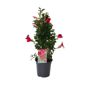 Mandevila červená květináč 19cm