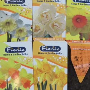 Narcis mix květináč 12cm