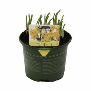 Narcis 'Sabrosa' květináč 12cm