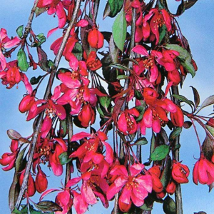Jabloň okrasná 'Royal Beauty' květináč 20 litrů, kmínek 180cm, strom