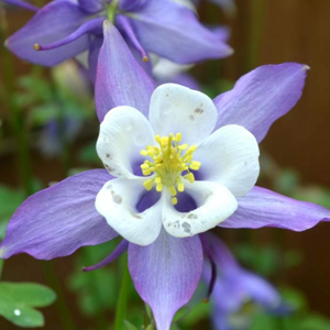 Orlíček vějířovitý 'Spring Magic Blue and White' květináč 9cm