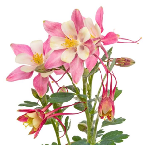 Orlíček vějířovitý 'Spring Magic Rose and Ivory' květináč 9cm