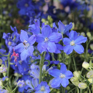 Ostrožka velkokvětá 'Delfix Blue' květináč 2 litry