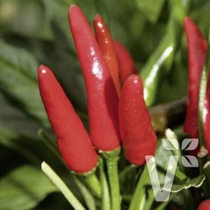 Paprika chilli Rawit 'Impressa' neroubovaná 10,5cm