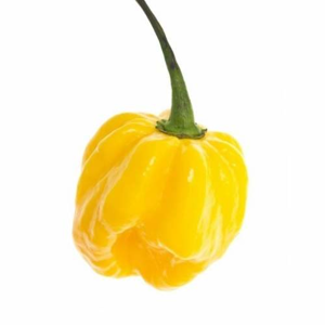 Paprika chilli Scotch Bonnet 'Amino Yellow' neroubované 10,5cm