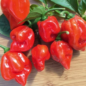 Paprika chilli Trinidad Scorpion 'Fortado' neroubované 10,5cm