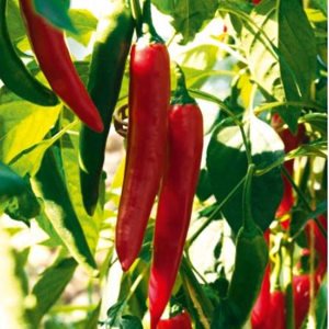 Paprika chilli 'Vectura Red' neroubovaná 12cm