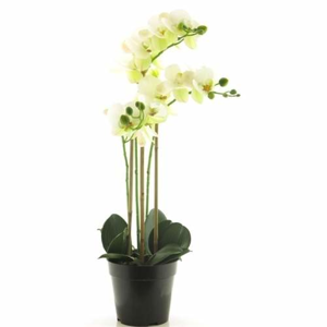 Phalaenopsis BORA hrnkový 3 výhony bílá 60cm
