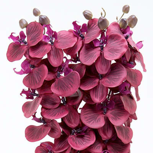 Phalaenopsis řezaný umělý 9květů 100cm tm. vínová
